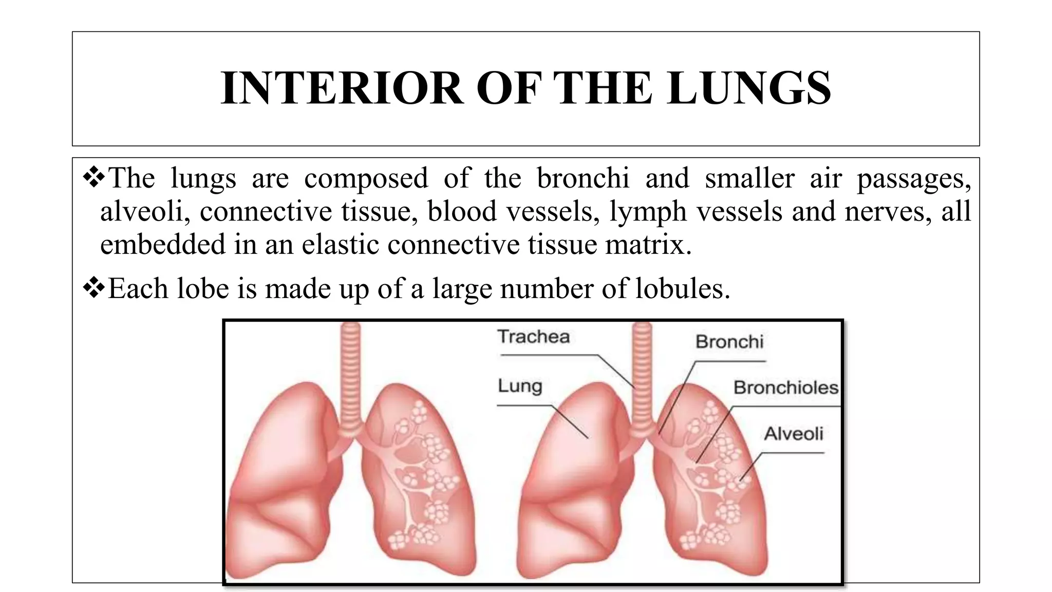 INTERIOR OF THE LUNGS
The lungs are composed of the bronchi and smaller air passages,
alveoli, connective tissue, blood vessels, lymph vessels and nerves, all
embedded in an elastic connective tissue matrix.
Each lobe is made up of a large number of lobules.
 