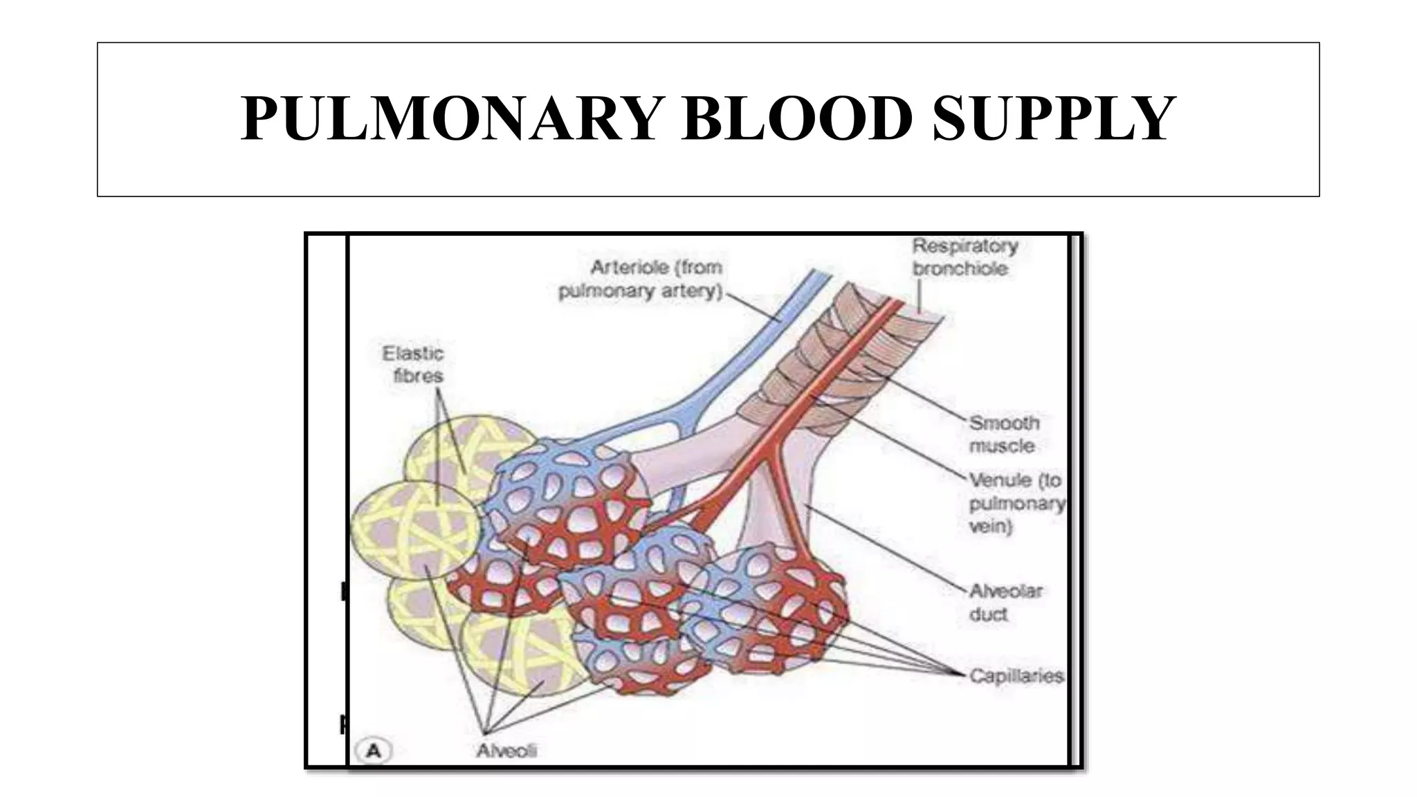 PULMONARY BLOOD SUPPLY
 