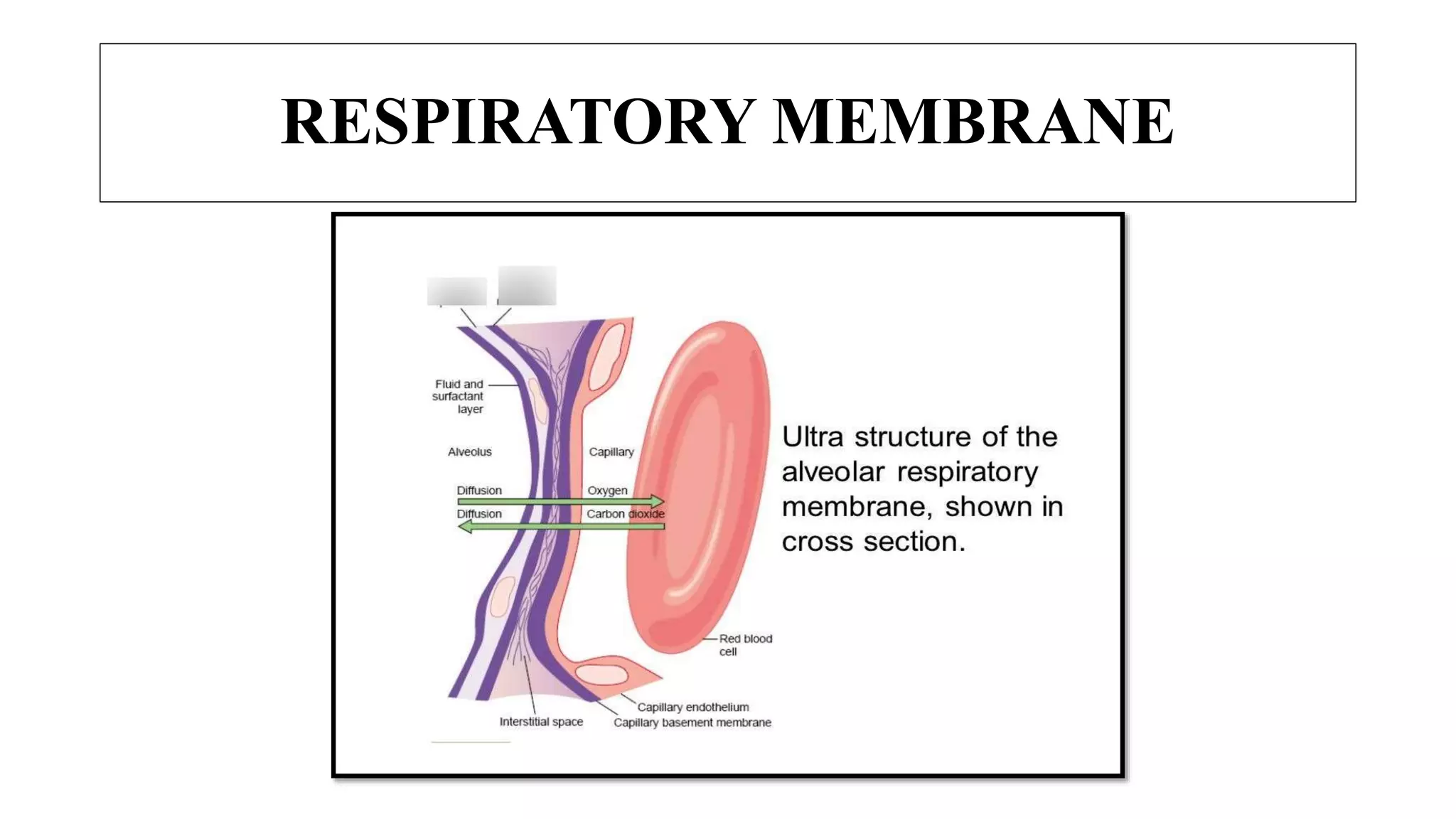 RESPIRATORY MEMBRANE
 