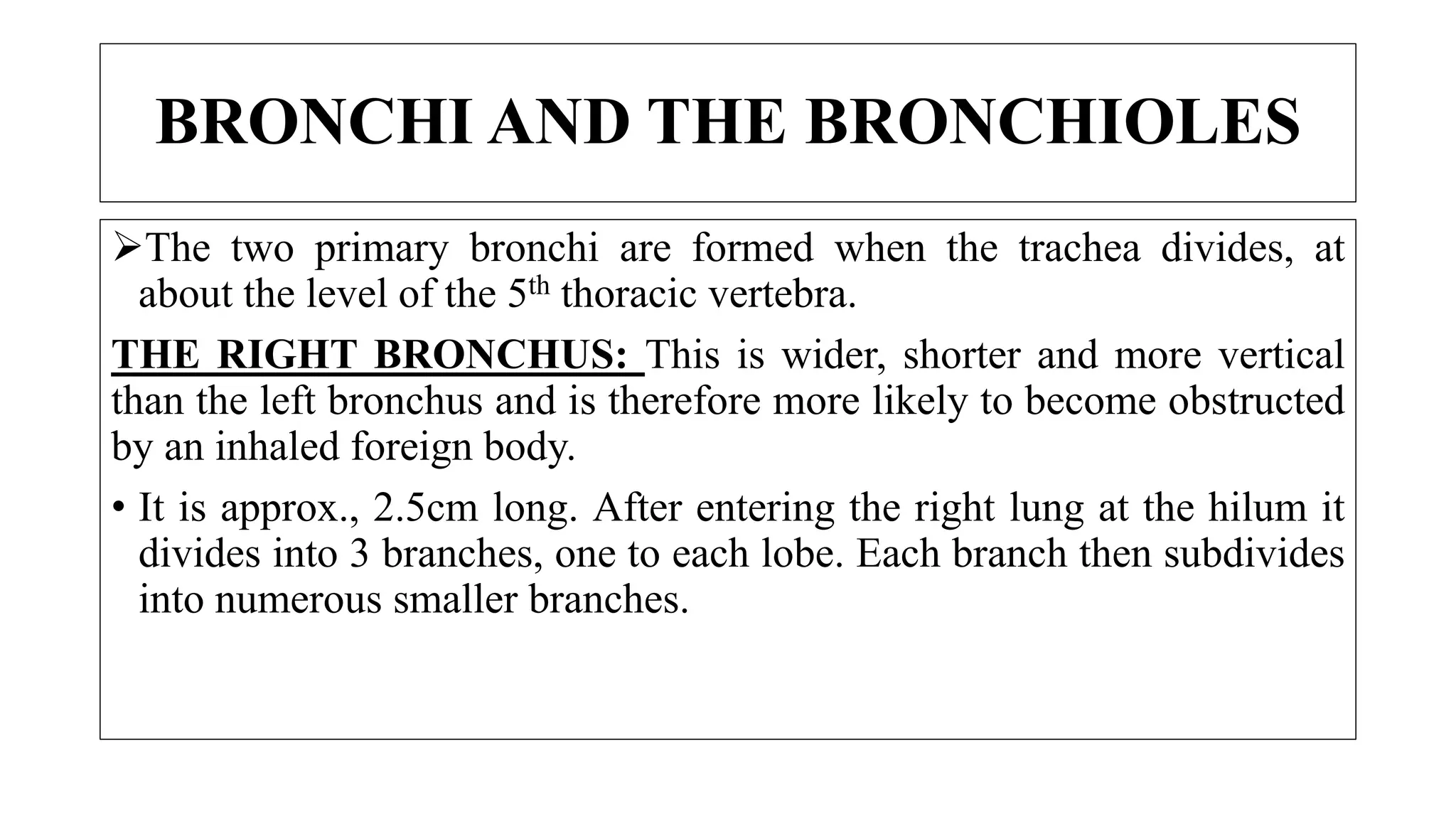 BRONCHI AND THE BRONCHIOLES
The two primary bronchi are formed when the trachea divides, at
about the level of the 5th thoracic vertebra.
THE RIGHT BRONCHUS: This is wider, shorter and more vertical
than the left bronchus and is therefore more likely to become obstructed
by an inhaled foreign body.
• It is approx., 2.5cm long. After entering the right lung at the hilum it
divides into 3 branches, one to each lobe. Each branch then subdivides
into numerous smaller branches.
 