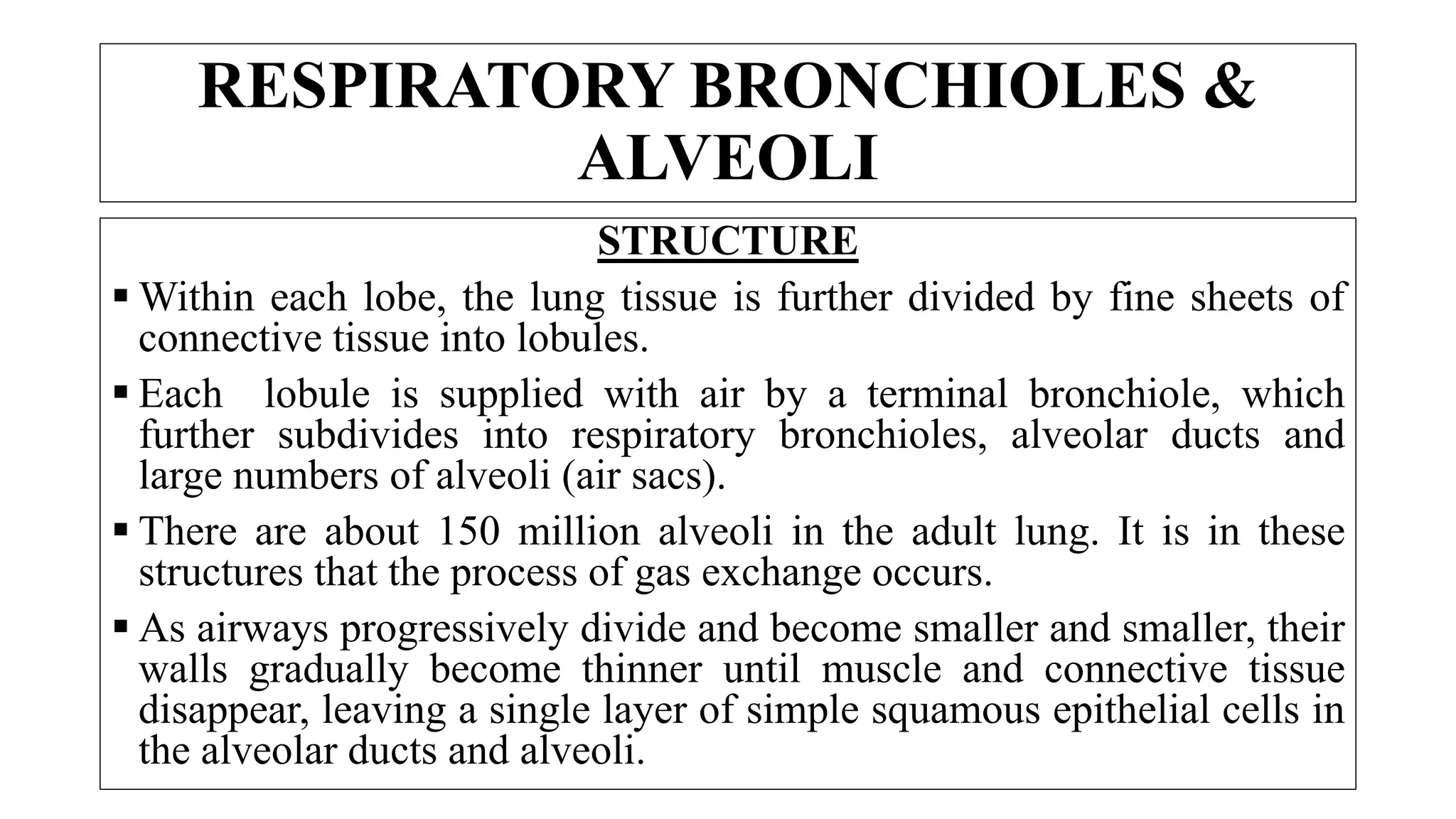 STRUCTURE
 Within each lobe, the lung tissue is further divided by fine sheets of
connective tissue into lobules.
 Each lobule is supplied with air by a terminal bronchiole, which
further subdivides into respiratory bronchioles, alveolar ducts and
large numbers of alveoli (air sacs).
 There are about 150 million alveoli in the adult lung. It is in these
structures that the process of gas exchange occurs.
 As airways progressively divide and become smaller and smaller, their
walls gradually become thinner until muscle and connective tissue
disappear, leaving a single layer of simple squamous epithelial cells in
the alveolar ducts and alveoli.
RESPIRATORY BRONCHIOLES &
ALVEOLI
 