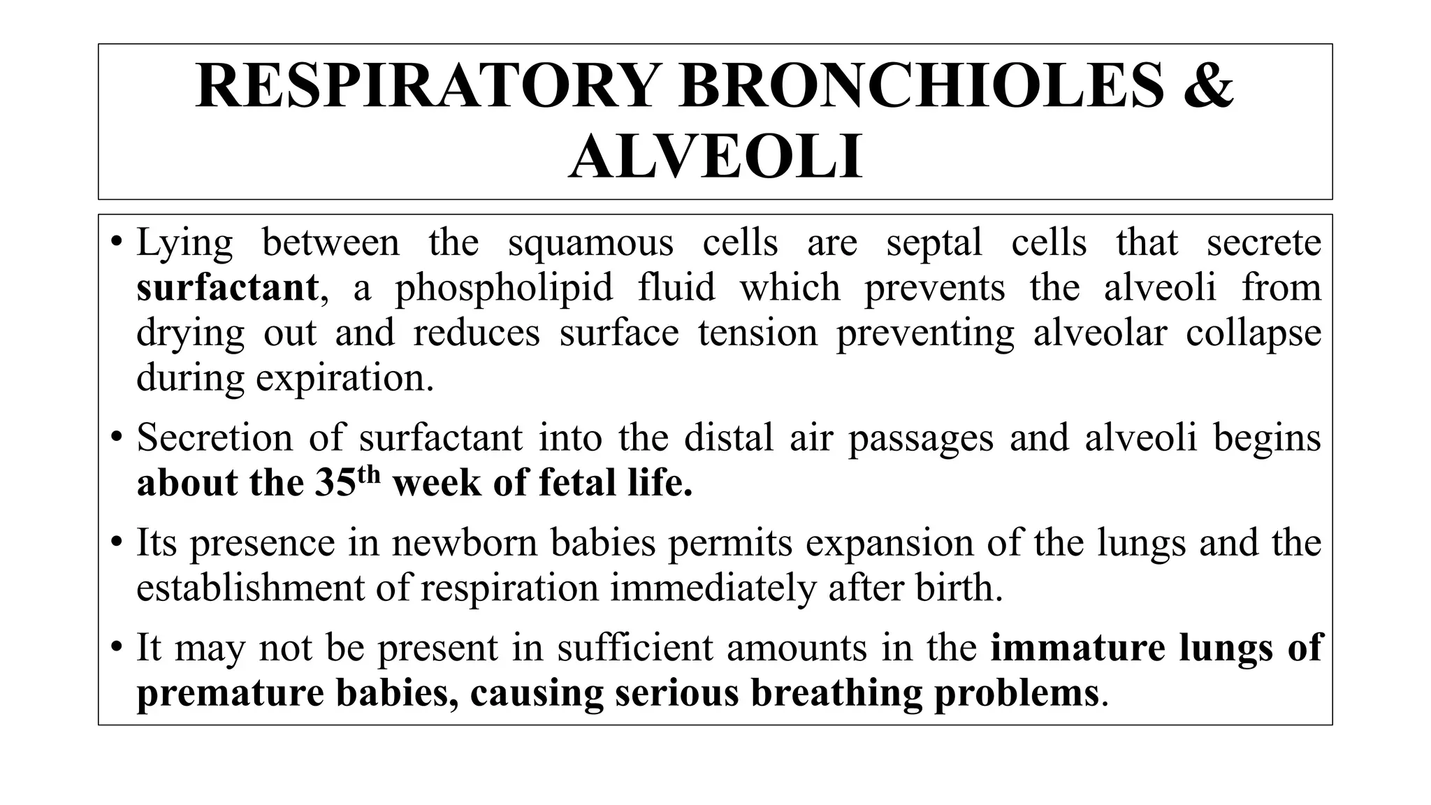 • Lying between the squamous cells are septal cells that secrete
surfactant, a phospholipid fluid which prevents the alveoli from
drying out and reduces surface tension preventing alveolar collapse
during expiration.
• Secretion of surfactant into the distal air passages and alveoli begins
about the 35th week of fetal life.
• Its presence in newborn babies permits expansion of the lungs and the
establishment of respiration immediately after birth.
• It may not be present in sufficient amounts in the immature lungs of
premature babies, causing serious breathing problems.
RESPIRATORY BRONCHIOLES &
ALVEOLI
 