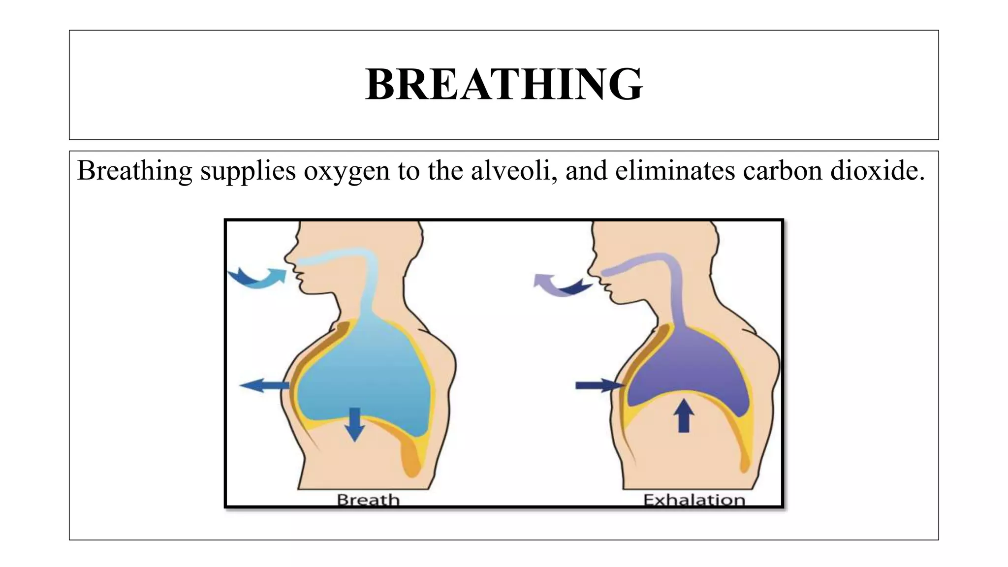 Breathing supplies oxygen to the alveoli, and eliminates carbon dioxide.
BREATHING
 