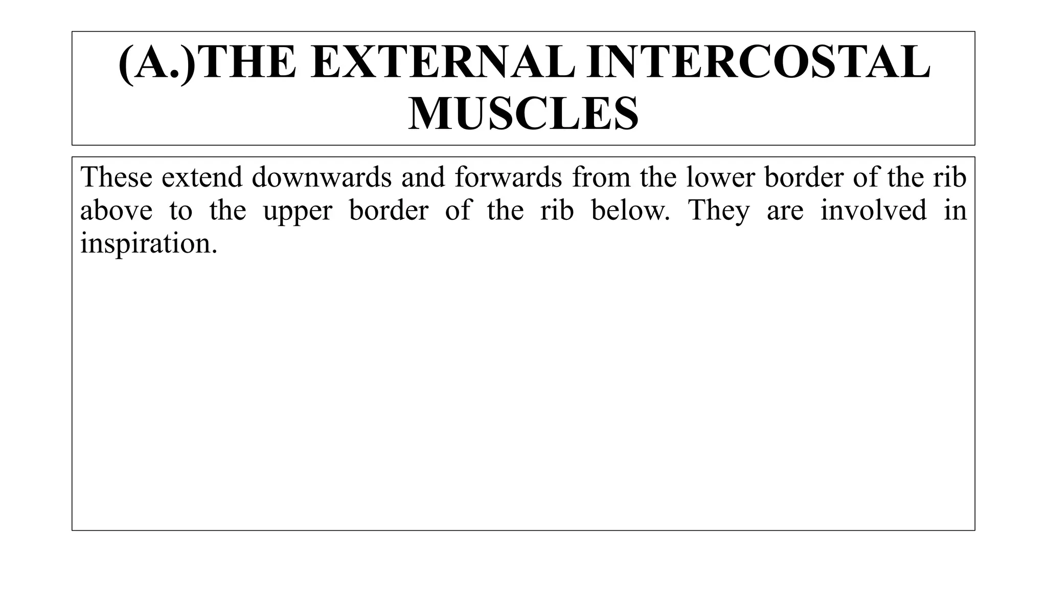 These extend downwards and forwards from the lower border of the rib
above to the upper border of the rib below. They are involved in
inspiration.
(A.)THE EXTERNAL INTERCOSTAL
MUSCLES
 