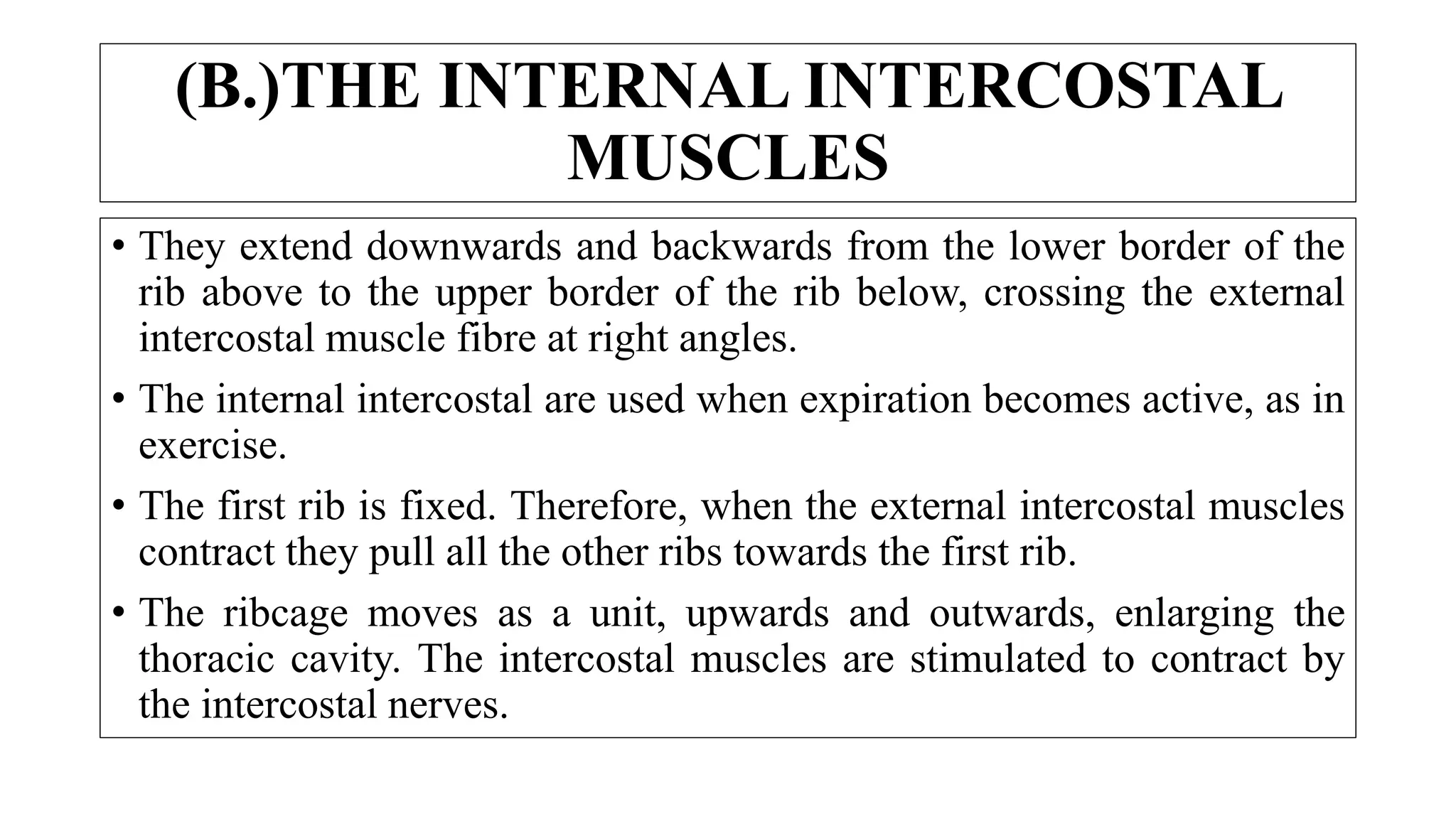 • They extend downwards and backwards from the lower border of the
rib above to the upper border of the rib below, crossing the external
intercostal muscle fibre at right angles.
• The internal intercostal are used when expiration becomes active, as in
exercise.
• The first rib is fixed. Therefore, when the external intercostal muscles
contract they pull all the other ribs towards the first rib.
• The ribcage moves as a unit, upwards and outwards, enlarging the
thoracic cavity. The intercostal muscles are stimulated to contract by
the intercostal nerves.
(B.)THE INTERNAL INTERCOSTAL
MUSCLES
 