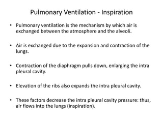 Pulmonary Ventilation - Inspiration
• Pulmonary ventilation is the mechanism by which air is
exchanged between the atmosphere and the alveoli.
• Air is exchanged due to the expansion and contraction of the
lungs.
• Contraction of the diaphragm pulls down, enlarging the intra
pleural cavity.
• Elevation of the ribs also expands the intra pleural cavity.
• These factors decrease the intra pleural cavity pressure: thus,
air flows into the lungs (inspiration).
 