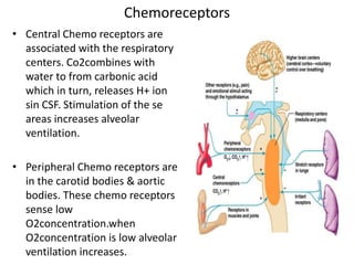 Chemoreceptors
• Central Chemo receptors are
associated with the respiratory
centers. Co2combines with
water to from carbonic acid
which in turn, releases H+ ion
sin CSF. Stimulation of the se
areas increases alveolar
ventilation.
• Peripheral Chemo receptors are
in the carotid bodies & aortic
bodies. These chemo receptors
sense low
O2concentration.when
O2concentration is low alveolar
ventilation increases.
 