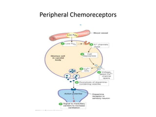 Peripheral Chemoreceptors
 