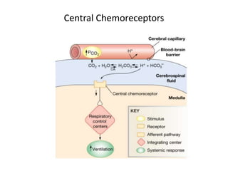 Central Chemoreceptors
 
