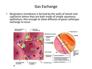 Gas Exchange
• Respiratory membrane is formed by the walls of alveoli and
capillaries where they are both made of simple squamous
epithelium, thin enough to allow diffusion of gases called gas
exchange to occur.
 