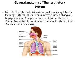 General anatomy of The respiratory
System
• Consists of a tube that divides into small branching tubes in
the lungs: External nares → nasal cavity → nasao pharynx →
laryngo pharynx → larynx → trachea → primary bronchi
→lungs (secondary bronchi → tertiary bronchi →bronchioles
→alveolar sacs → alveoli).
 