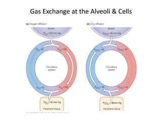 Gas Exchange at the Alveoli & Cells
 