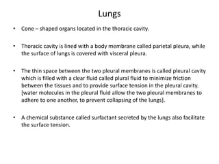 Lungs
• Cone – shaped organs located in the thoracic cavity.
• Thoracic cavity is lined with a body membrane called parietal pleura, while
the surface of lungs is covered with visceral pleura.
• The thin space between the two pleural membranes is called pleural cavity
which is filled with a clear fluid called plural fluid to minimize friction
between the tissues and to provide surface tension in the pleural cavity.
[water molecules in the pleural fluid allow the two pleural membranes to
adhere to one another, to prevent collapsing of the lungs].
• A chemical substance called surfactant secreted by the lungs also facilitate
the surface tension.
 