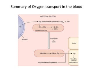 Summary of Oxygen transport in the blood
 