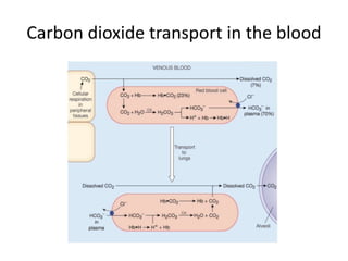 Carbon dioxide transport in the blood
 