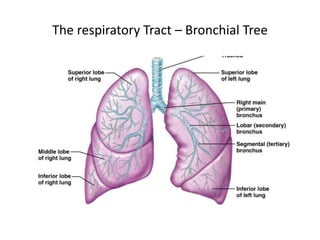 The respiratory Tract – Bronchial Tree
 