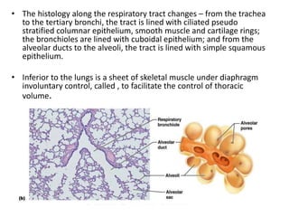 • The histology along the respiratory tract changes – from the trachea
to the tertiary bronchi, the tract is lined with ciliated pseudo
stratified columnar epithelium, smooth muscle and cartilage rings;
the bronchioles are lined with cuboidal epithelium; and from the
alveolar ducts to the alveoli, the tract is lined with simple squamous
epithelium.
• Inferior to the lungs is a sheet of skeletal muscle under diaphragm
involuntary control, called , to facilitate the control of thoracic
volume.
 