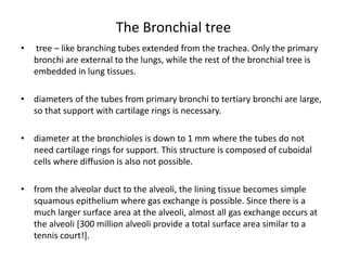 The Bronchial tree
• tree – like branching tubes extended from the trachea. Only the primary
bronchi are external to the lungs, while the rest of the bronchial tree is
embedded in lung tissues.
• diameters of the tubes from primary bronchi to tertiary bronchi are large,
so that support with cartilage rings is necessary.
• diameter at the bronchioles is down to 1 mm where the tubes do not
need cartilage rings for support. This structure is composed of cuboidal
cells where diffusion is also not possible.
• from the alveolar duct to the alveoli, the lining tissue becomes simple
squamous epithelium where gas exchange is possible. Since there is a
much larger surface area at the alveoli, almost all gas exchange occurs at
the alveoli [300 million alveoli provide a total surface area similar to a
tennis court!].
 