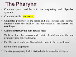  Common space used by both the respiratory and digestive
systems.
 Commonly called the throat.
 Originates posterior to the nasal and oral cavities and extends
inferiorly near the level of the bifurcation of the larynx and
esophagus.
 Common pathway for both air and food.
 Walls are lined by mucosa and contain skeletal muscles that are
primarily used for swallowing.
 Flexible lateral walls are distensible in order to force swallowed
food into the esophagus.
 This is a passageway that is divided into two smaller passages.
 