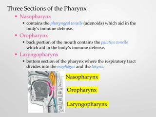 Three Sections of the Pharynx
 Nasopharynx
 contains the pharyngeal tonsils (adenoids) which aid in the
body’s immune defense.
 Oropharynx
 back portion of the mouth contains the palatine tonsils
which aid in the body’s immune defense.
 Laryngopharynx
 bottom section of the pharynx where the respiratory tract
divides into the esophagus and the larynx.
Nasopharynx
Oropharynx
Laryngopharynx
 