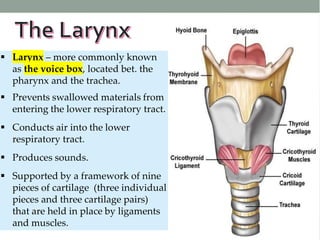 L
a
r
y
n
x
d
 Larynx – more commonly known
as the voice box, located bet. the
pharynx and the trachea.
 Prevents swallowed materials from
entering the lower respiratory tract.
 Conducts air into the lower
respiratory tract.
 Produces sounds.
 Supported by a framework of nine
pieces of cartilage (three individual
pieces and three cartilage pairs)
that are held in place by ligaments
and muscles.
 