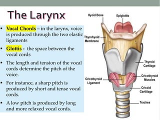 L
a
r
y
n
x
d
 Vocal Chords – in the larynx, voice
is produced through the two elastic
ligaments
 Glottis - the space between the
vocal cords
 The length and tension of the vocal
cords determine the pitch of the
voice.
 For instance, a sharp pitch is
produced by short and tense vocal
cords.
 A low pitch is produced by long
and more relaxed vocal cords.
 