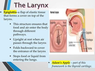 d
 Epiglottis–a flap of elastic tissue
that forms a cover on top of the
larynx.
 This structure ensures that
food and air enter the body
through different
pathways.
 Upright at rest when air
passes through the larynx
 Folds backward to cover
the entrance of the larynx
 Stops food or liquid from
entering the lungs.
 Adam’s Apple – part of this
framework is the thyroid cartilage.
 