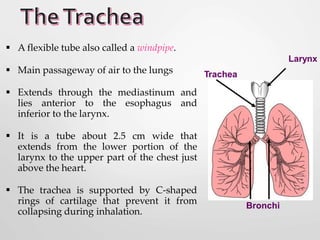  A flexible tube also called a windpipe.
 Main passageway of air to the lungs
 Extends through the mediastinum and
lies anterior to the esophagus and
inferior to the larynx.
 It is a tube about 2.5 cm wide that
extends from the lower portion of the
larynx to the upper part of the chest just
above the heart.
 The trachea is supported by C-shaped
rings of cartilage that prevent it from
collapsing during inhalation.
Trachea
Bronchi
Larynx
 
