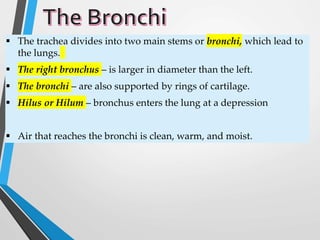 The trachea divides into two main stems or bronchi, which lead to
the lungs.
 The right bronchus – is larger in diameter than the left.
 The bronchi – are also supported by rings of cartilage.
 Hilus or Hilum – bronchus enters the lung at a depression
 Air that reaches the bronchi is clean, warm, and moist.
 
