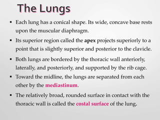  Each lung has a conical shape. Its wide, concave base rests
upon the muscular diaphragm.
 Its superior region called the apex projects superiorly to a
point that is slightly superior and posterior to the clavicle.
 Both lungs are bordered by the thoracic wall anteriorly,
laterally, and posteriorly, and supported by the rib cage.
 Toward the midline, the lungs are separated from each
other by the mediastinum.
 The relatively broad, rounded surface in contact with the
thoracic wall is called the costal surface of the lung.
 