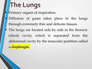  Primary organs of respiration.
 Diffusion of gases takes place in the lungs
through extremely thin and delicate tissues.
 The lungs are located side by side in the thoracic
(chest) cavity, which is separated from the
abdominal cavity by the muscular partition called
a diaphragm.
 