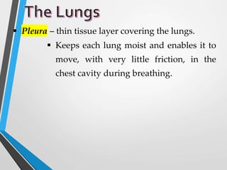  Pleura – thin tissue layer covering the lungs.
 Keeps each lung moist and enables it to
move, with very little friction, in the
chest cavity during breathing.
 