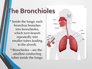 •Inside the lungs, each
bronchus branches
into bronchioles,
which turn branch
repeatedly into
smaller tubes leading
to the alveoli.
•Bronchioles – are the
smallest conducting
tubes inside the lungs.
 