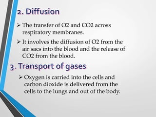  The transfer of O2 and CO2 across
respiratory membranes.
 It involves the diffusion of O2 from the
air sacs into the blood and the release of
CO2 from the blood.
 Oxygen is carried into the cells and
carbon dioxide is delivered from the
cells to the lungs and out of the body.
 