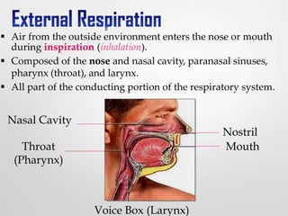  Air from the outside environment enters the nose or mouth
during inspiration (inhalation).
 Composed of the nose and nasal cavity, paranasal sinuses,
pharynx (throat), and larynx.
 All part of the conducting portion of the respiratory system.
Nasal Cavity
Throat
(Pharynx)
Nostril
Mouth
Voice Box (Larynx)
 