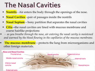  Nostrils - Air enters the body through the openings of the nose.
 Nasal Cavities -pair of passages inside the nostrils
 Nasal Septum – bony partition that separates the nasal cavities
 Cilia –the nasal cavities are lined with mucous membrane and
coarse hairlike projections
Nose and Nasal Cavities
Nasal concha Sphenoid sinus
Internal naris
Nasopharynx
External naris
Frontal sinus
Middle nasal concha
Inferior nasal
concha
 - as you breathe through the nose, air entering the nasal cavity is moistened
and warmed by the blood flowing in the capillaries of the mucous membrane.
 The mucous membrane – protects the lung from microorganisms and
other foreign materials.
 