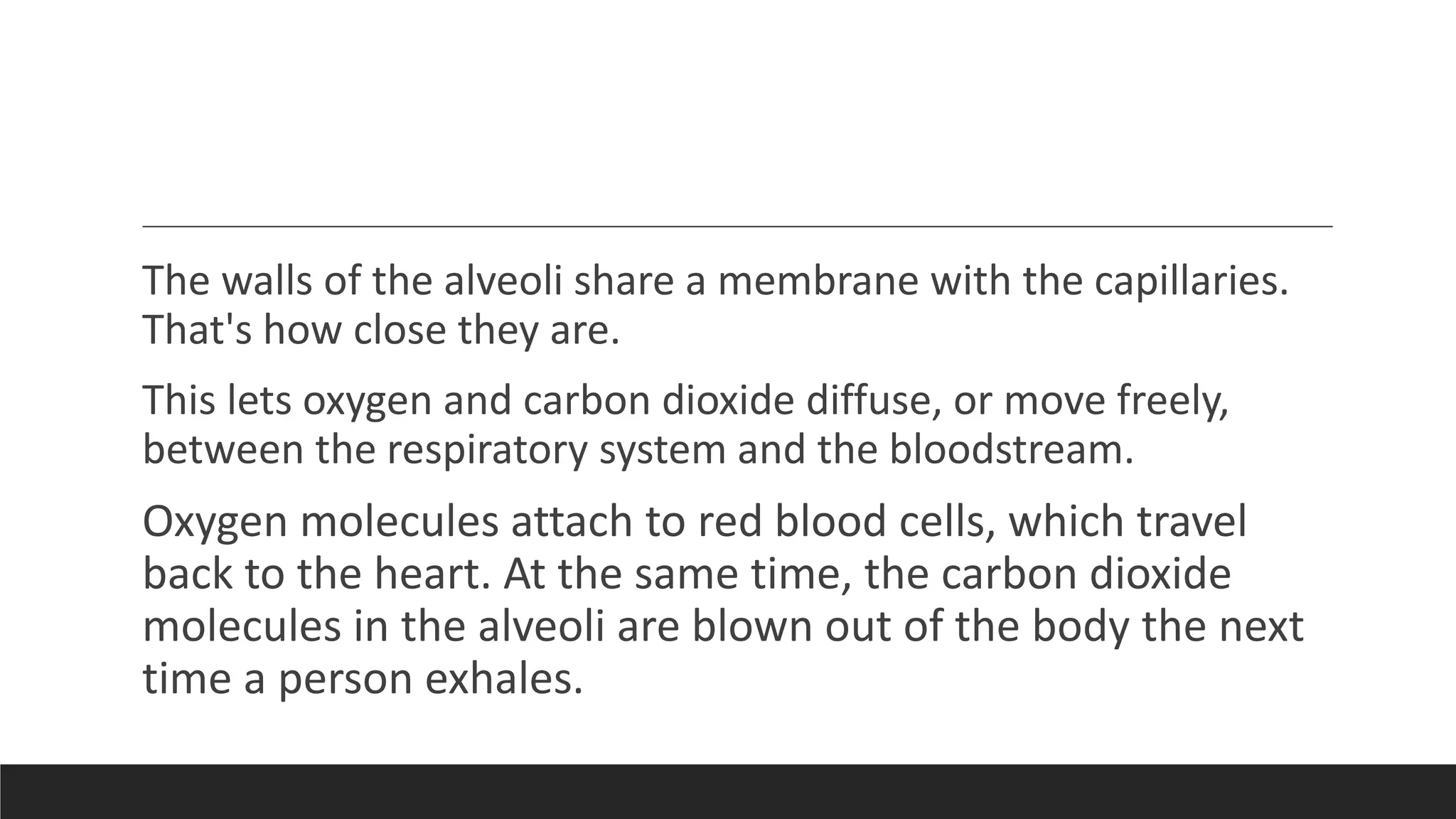 The walls of the alveoli share a membrane with the capillaries.
That's how close they are.
This lets oxygen and carbon dioxide diffuse, or move freely,
between the respiratory system and the bloodstream.
Oxygen molecules attach to red blood cells, which travel
back to the heart. At the same time, the carbon dioxide
molecules in the alveoli are blown out of the body the next
time a person exhales.
 