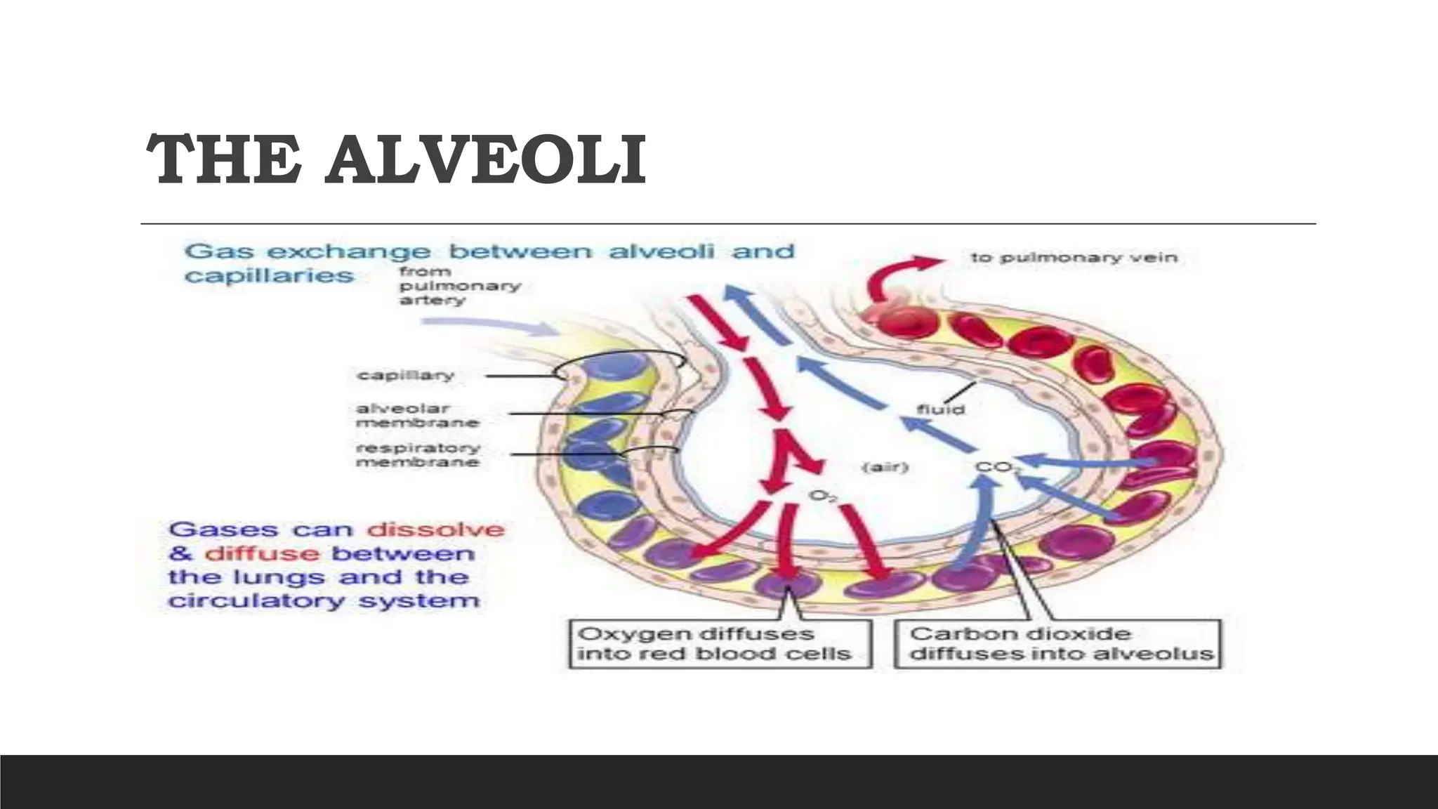 THE ALVEOLI
 