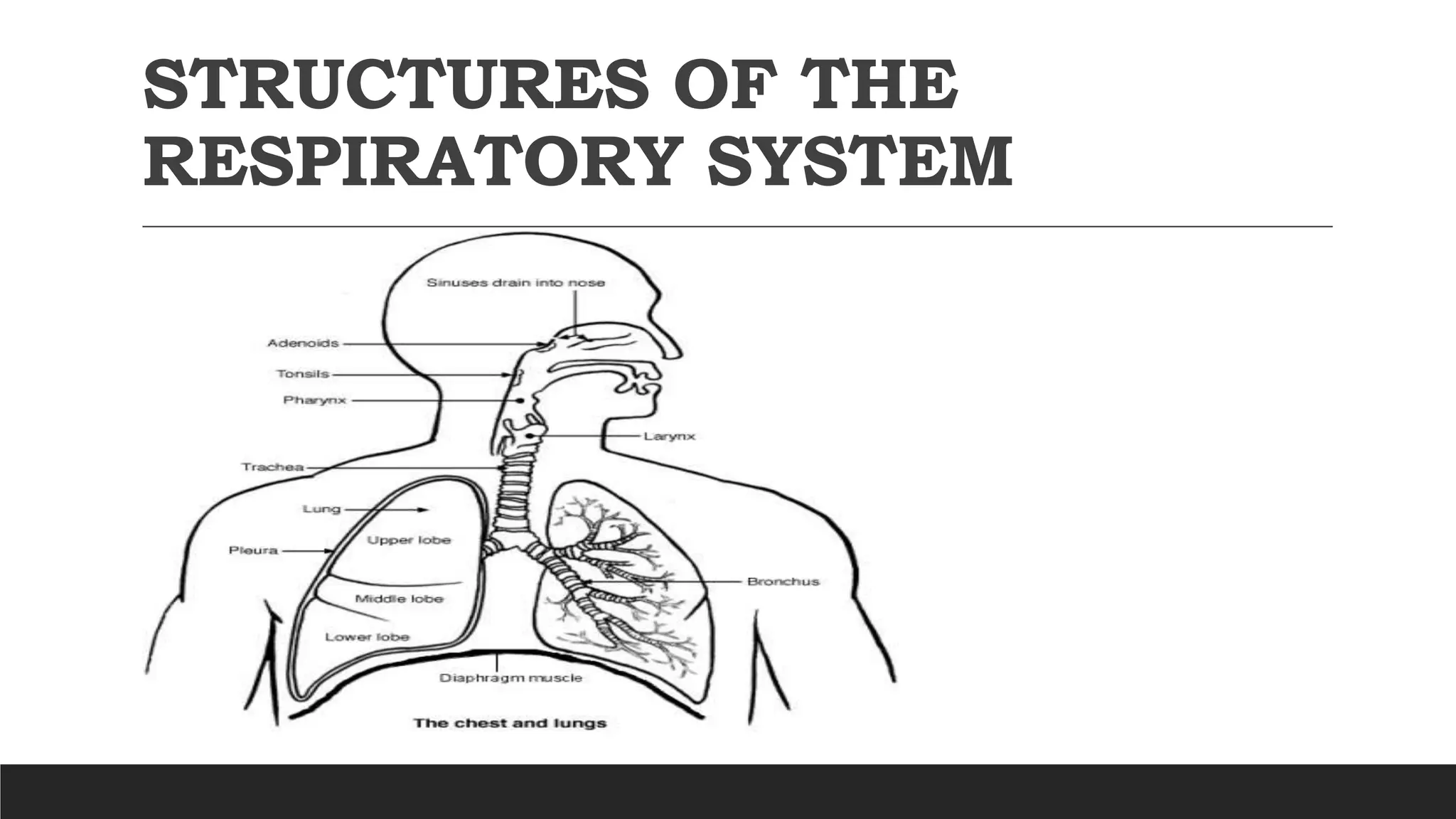 STRUCTURES OF THE
RESPIRATORY SYSTEM
 
