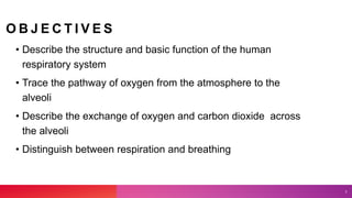 O B J E C T I V E S
• Describe the structure and basic function of the human
respiratory system
• Trace the pathway of oxygen from the atmosphere to the
alveoli
• Describe the exchange of oxygen and carbon dioxide across
the alveoli
• Distinguish between respiration and breathing
2
 