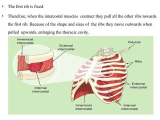 The Respiratory System: Anatomy, Functions, and Importance | PPTX