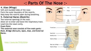 4. Alae (Wings)
Soft and rounded sides of the nose.
Form the outer boundary of the nostrils.
Help keep the nostrils open during breathing.
5. External Nares (Nostrils)
Two external openings of the nose.
Allow air to enter and leave the respiratory tract.
Lead into the nasal cavity.
Exam Point
The external nose consists of five main parts:
Root, Bridge (Dorsum), Apex, Alae, and External
Nares.
-: Parts Of The Nose :-
https://youtu.be/TrY2rjYjXJA
 