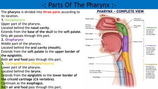 -: Parts Of The Pharynx :-
The pharynx is divided into three parts according to
its location.
1. Nasopharynx
Upper part of the pharynx.
Located behind the nasal cavity.
Extends from the base of the skull to the soft palate.
Only air passes through this part.
2. Oropharynx
Middle part of the pharynx.
Located behind the oral cavity (mouth).
Extends from the soft palate to the upper border of
the epiglottis.
Both air and food pass through this part.
3. Laryngopharynx (Hypopharynx)
Lower part of the pharynx.
Located behind the larynx.
Extends from the epiglottis to the lower border of
the cricoid cartilage (C6 vertebra).
Continues as the esophagus.
Both air and food pass through this part.
 