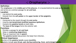 -: Oropharynx :-
Definition
The oropharynx is the middle part of the pharynx. It is located behind the oral cavity (mouth)
and serves as a common passage for air and food.
Location
• Lies behind the oral cavity.
• Extends from the soft palate to the upper border of the epiglottis.
Structure
• Connected to the mouth through the oral cavity.
• Lined by non-keratinized stratified squamous epithelium.
• Contains the palatine tonsils on both sides.
• The base of the tongue forms the anterior wall.
Functions
• Provides a passage for air and food.
• Helps in swallowing (deglutition).
• Plays an important role in speech.
• The palatine tonsils help protect the body from infection.
Clinical Importance
Infection of the palatine tonsils causes tonsillitis.
Symptoms include sore throat, pain during swallowing, fever, and enlarged tonsils.
 