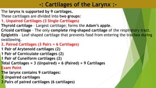 -: Cartilages of the Larynx :-
The larynx is supported by 9 cartilages.
These cartilages are divided into two groups:
1. Unpaired Cartilages (3 Single Cartilages)
Thyroid cartilage – Largest cartilage; forms the Adam’s apple.
Cricoid cartilage – The only complete ring-shaped cartilage of the respiratory tract.
Epiglottis – Leaf-shaped cartilage that prevents food from entering the trachea during
swallowing.
2. Paired Cartilages (3 Pairs = 6 Cartilages)
1 Pair of Arytenoid cartilages (2)
1 Pair of Corniculate cartilages (2)
1 Pair of Cuneiform cartilages (2)
Total Cartilages = 3 (Unpaired) + 6 (Paired) = 9 Cartilages
Exam Point
The larynx contains 9 cartilages:
3 Unpaired cartilages
3 Pairs of paired cartilages (6 cartilages)
 