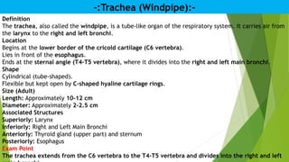 -:Trachea (Windpipe):-
Definition
The trachea, also called the windpipe, is a tube-like organ of the respiratory system. It carries air from
the larynx to the right and left bronchi.
Location
Begins at the lower border of the cricoid cartilage (C6 vertebra).
Lies in front of the esophagus.
Ends at the sternal angle (T4–T5 vertebra), where it divides into the right and left main bronchi.
Shape
Cylindrical (tube-shaped).
Flexible but kept open by C-shaped hyaline cartilage rings.
Size (Adult)
Length: Approximately 10–12 cm
Diameter: Approximately 2–2.5 cm
Associated Structures
Superiorly: Larynx
Inferiorly: Right and Left Main Bronchi
Anteriorly: Thyroid gland (upper part) and sternum
Posteriorly: Esophagus
Exam Point
The trachea extends from the C6 vertebra to the T4–T5 vertebra and divides into the right and left
 