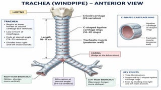 -: Diagram Of Trachea :-
 