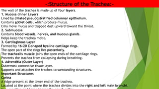 -:Structure of the Trachea:-
The wall of the trachea is made up of four layers.
1. Mucosa (Inner Layer)
Lined by ciliated pseudostratified columnar epithelium.
Contains goblet cells, which produce mucus.
Cilia move mucus and trapped dust upward toward the throat.
2. Submucosa
Contains blood vessels, nerves, and mucous glands.
Helps keep the trachea moist.
3. Cartilaginous Layer
Formed by 16–20 C-shaped hyaline cartilage rings.
The open part of the rings lies posteriorly.
The trachealis muscle joins the open ends of the cartilage rings.
Prevents the trachea from collapsing during breathing.
4. Adventitia (Outer Layer)
Outermost connective tissue layer.
Supports and attaches the trachea to surrounding structures.
Important Structures
Carina
A ridge present at the lower end of the trachea.
Located at the point where the trachea divides into the right and left main bronchi.
 