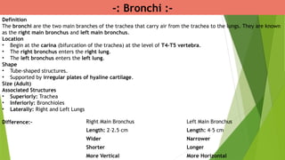 -: Bronchi :-
Right Main Bronchus Left Main Bronchus
Length: 2–2.5 cm Length: 4–5 cm
Wider Narrower
Shorter Longer
More Vertical More Horizontal
Definition
The bronchi are the two main branches of the trachea that carry air from the trachea to the lungs. They are known
as the right main bronchus and left main bronchus.
Location
• Begin at the carina (bifurcation of the trachea) at the level of T4–T5 vertebra.
• The right bronchus enters the right lung.
• The left bronchus enters the left lung.
Shape
• Tube-shaped structures.
• Supported by irregular plates of hyaline cartilage.
Size (Adult)
Associated Structures
• Superiorly: Trachea
• Inferiorly: Bronchioles
• Laterally: Right and Left Lungs
Difference:-
 