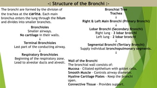 -: Structure of the Bronchi :-
The bronchi are formed by the division of
the trachea at the carina. Each main
bronchus enters the lung through the hilum
and divides into smaller branches.
Bronchial Tree
Trachea
↓
Right & Left Main Bronchi (Primary Bronchi)
↓
Lobar Bronchi (Secondary Bronchi)
Right lung – 3 lobar bronchi
Left lung – 2 lobar bronchi
↓
Segmental Bronchi (Tertiary Bronchi)
Supply individual bronchopulmonary segments.
↓
Bronchioles
Smaller airways.
No cartilage in their walls.
↓
Terminal Bronchioles
Last part of the conducting airway.
↓
Respiratory Bronchioles
Beginning of the respiratory zone.
Lead to alveolar ducts and alveoli.
Wall of the Bronchi
The bronchial wall consists of:
Mucosa – Ciliated epithelium with goblet cells.
Smooth Muscle – Controls airway diameter.
Hyaline Cartilage Plates – Keep the bronchi
open.
Connective Tissue – Provides support.
 